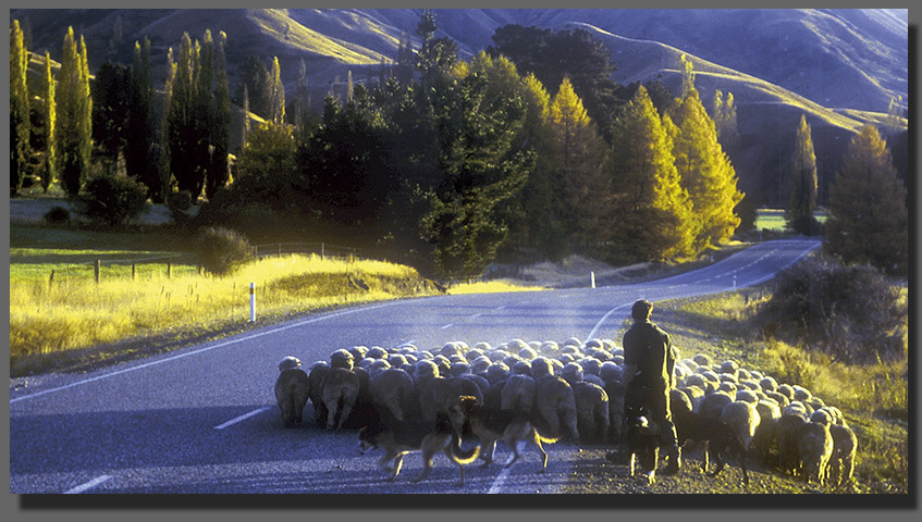 Sheep on Roadway